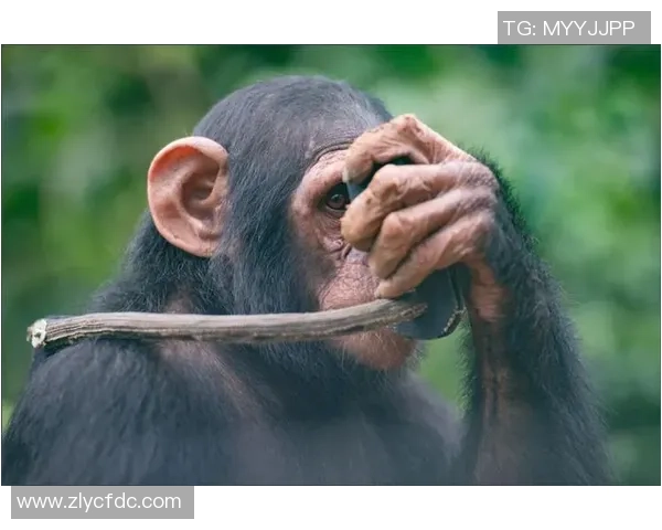 探索全球足球明星的独特昵称与背后的故事分享